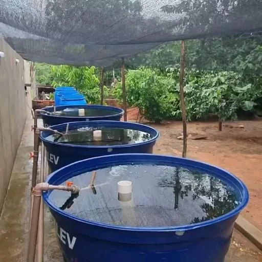 Sistema de aquaponia em caixas d'água no quintal